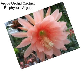 Argus Orchid Cactus, Epiphyllum Argus