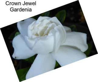 Crown Jewel Gardenia