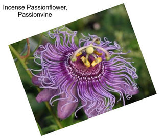 Incense Passionflower, Passionvine