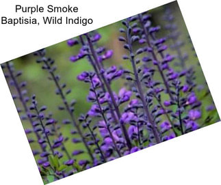 Purple Smoke Baptisia, Wild Indigo