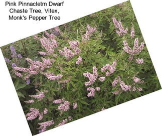 Pink Pinnacletm Dwarf Chaste Tree, Vitex, Monk\'s Pepper Tree