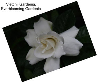 Vietchii Gardenia, Everblooming Gardenia