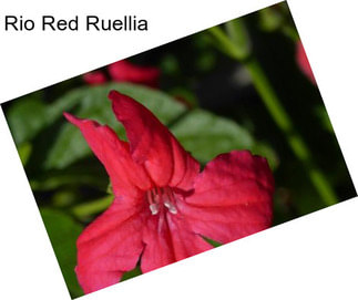 Rio Red Ruellia