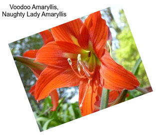 Voodoo Amaryllis, Naughty Lady Amaryllis