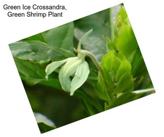 Green Ice Crossandra, Green Shrimp Plant