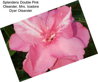 Splendens Double Pink Oleander, Mrs. Isadore Dyer Oleander