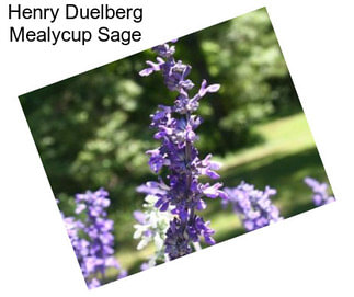 Henry Duelberg Mealycup Sage