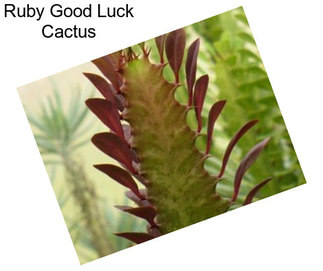 Ruby Good Luck Cactus