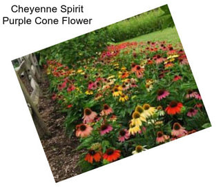 Cheyenne Spirit Purple Cone Flower