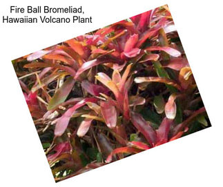 Fire Ball Bromeliad, Hawaiian Volcano Plant