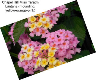 Chapel Hill Miss Taratm Lantana (mounding, yellow-orange-pink)