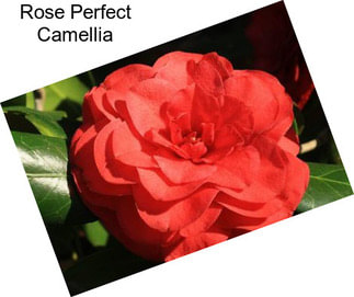Rose Perfect Camellia