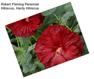 Robert Fleming Perennial Hibiscus, Hardy Hibiscus