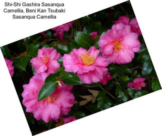 Shi-Shi Gashira Sasanqua Camellia, Beni Kan Tsubaki Sasanqua Camellia