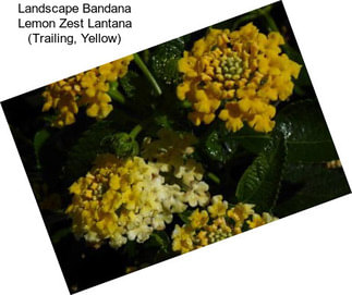 Landscape Bandana Lemon Zest Lantana (Trailing, Yellow)