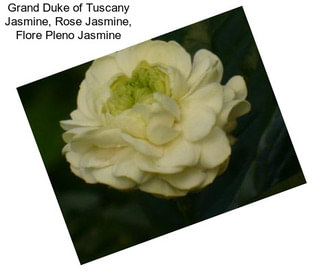 Grand Duke of Tuscany Jasmine, Rose Jasmine, Flore Pleno Jasmine