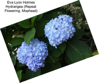 Eva Lyon Holmes Hydrangea (Repeat Flowering, Mophead)