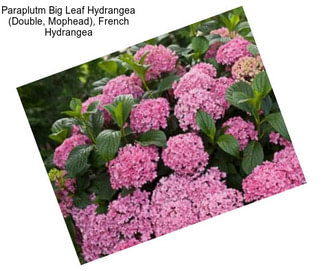 Paraplutm Big Leaf Hydrangea (Double, Mophead), French Hydrangea