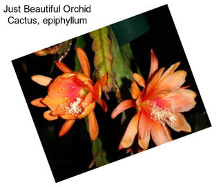 Just Beautiful Orchid Cactus, epiphyllum