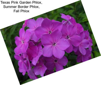 Texas Pink Garden Phlox, Summer Border Phlox, Fall Phlox