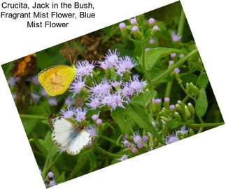 Crucita, Jack in the Bush, Fragrant Mist Flower, Blue Mist Flower