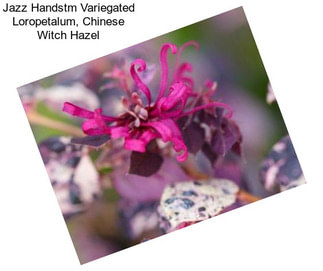 Jazz Handstm Variegated Loropetalum, Chinese Witch Hazel