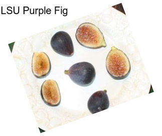 LSU Purple Fig