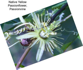 Native Yellow Passionflower, Passionvine