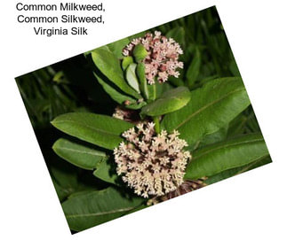 Common Milkweed, Common Silkweed, Virginia Silk