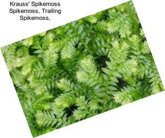 Krauss\' Spikemoss Spikemoss, Trailing Spikemoss,