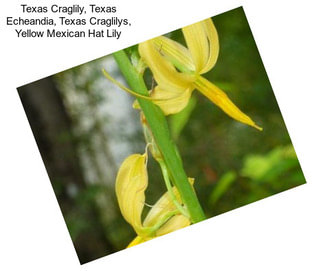 Texas Craglily, Texas Echeandia, Texas Craglilys, Yellow Mexican Hat Lily