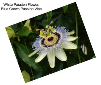 White Passion Flower, Blue Crown Passion Vine