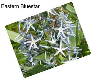 Eastern Bluestar
