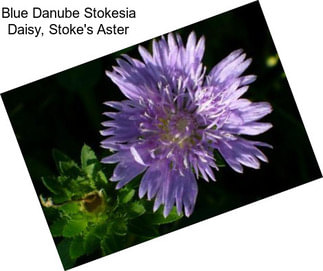 Blue Danube Stokesia Daisy, Stoke\'s Aster