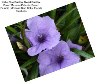 Katie Blue Ruellia, Dwarf Ruellia, Dwarf Mexican Petunia, Desert Petunia, Mexican Blue Bells, Florida Bluebells