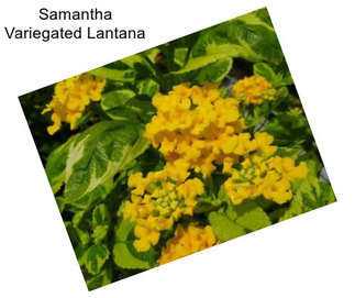 Samantha Variegated Lantana