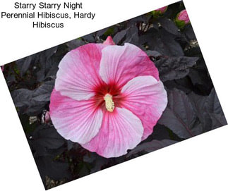 Starry Starry Night Perennial Hibiscus, Hardy Hibiscus