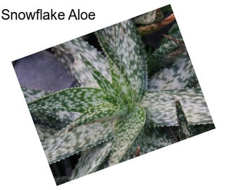 Snowflake Aloe