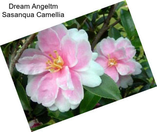 Dream Angeltm Sasanqua Camellia