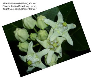 Giant Milkweed (White), Crown Flower, Indian Bowstring Hemp, Giant Calotrope, Khmer Flower