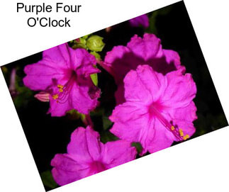 Purple Four O\'Clock