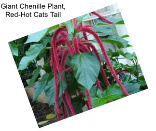 Giant Chenille Plant, Red-Hot Cats Tail