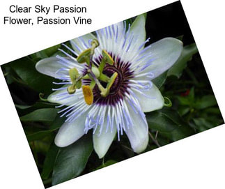 Clear Sky Passion Flower, Passion Vine