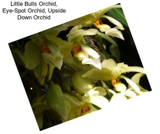 Little Bulls Orchid, Eye-Spot Orchid, Upside Down Orchid