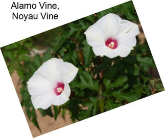 Alamo Vine, Noyau Vine