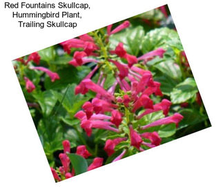 Red Fountains Skullcap, Hummingbird Plant, Trailing Skullcap