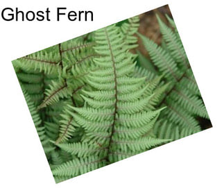 Ghost Fern