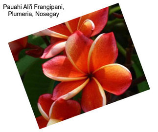 Pauahi Ali\'i Frangipani, Plumeria, Nosegay