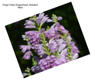 Finger False Dragonhead, Obedient Plant