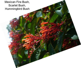 Mexican Fire Bush, Scarlet Bush, Hummingbird Bush